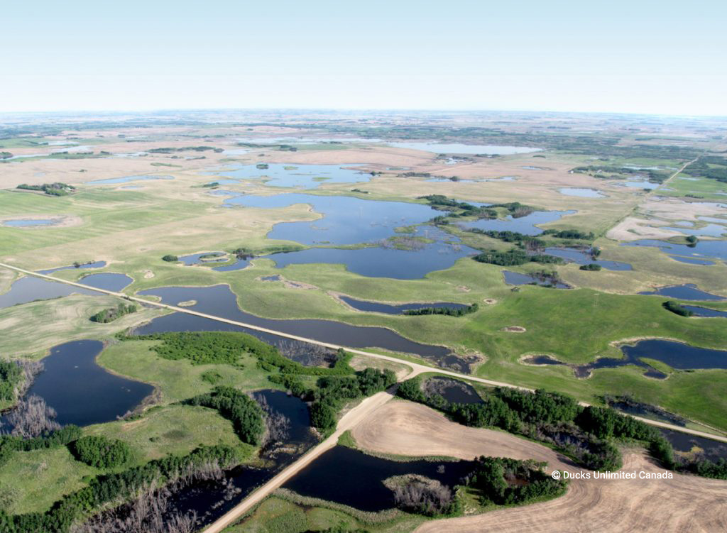 priorities-prairie-parklands-copyright - Prairie Habitat Joint Venture